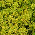 Berberys TINY GOLD