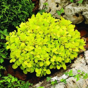 Berberitze TINY GOLD