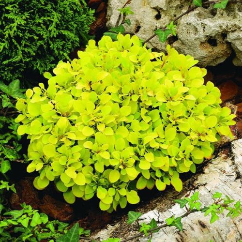 Berberitze TINY GOLD