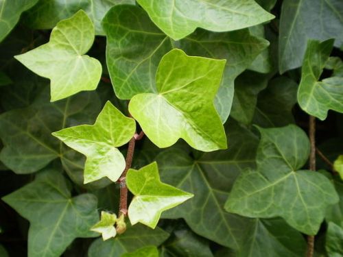 Gemeiner Efeu HEDERIA HELIX