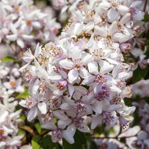 Zwerg-Flechtenbusches PINK POM POM