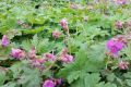 Bodziszek korzeniasty GERANIUM MARORRHIZUM