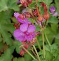 Bodziszek korzeniasty GERANIUM MARORRHIZUM