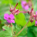 Bodziszek korzeniasty GERANIUM MARORRHIZUM