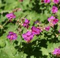 Bodziszek korzeniasty GERANIUM MARORRHIZUM