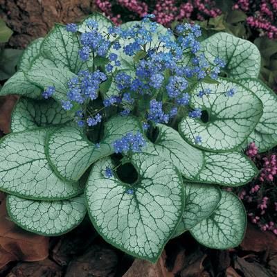 Brunners ALEXANDERS GROSSER