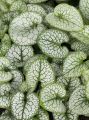 Brunnera ALEXANDER'S GREAT