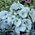 Brunnera ALEXANDER'S GREAT