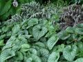 Brunnera ALEXANDER'S GREAT
