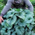 Brunnera ALEXANDER'S GREAT
