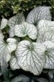 Brunnera ALEXANDER'S GREAT