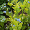 Brunnera DIANE'S GOLD