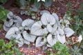 Brunnera SILVER HEART