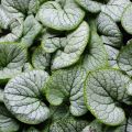 Brunnera SILVER HEART