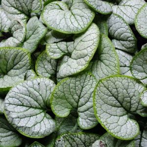 Brunnera ‚Silver Heart‘