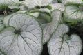 Brunnera SILVER HEART