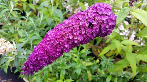 Schmetterlingsflieder ROYAL RED