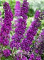 Budleja Dawida ROYAL RED