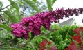Budleja Dawida ROYAL RED