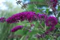 Budleja Dawida ROYAL RED