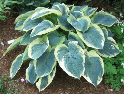 HOSTA AMERICAN HALLO