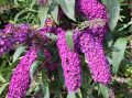 Budleja Dawida ROYAL RED