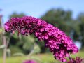 Budleja Dawida ROYAL RED