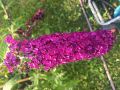 Budleja Dawida ROYAL RED