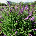 Budleja Dawida ROYAL RED