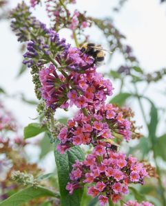 Zweifarbigen Schmetterlingsflieder 'Pink & Purple'