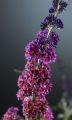 Budleja dwukolorowa Flower Power