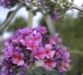 Budleja dwukolorowa Flower Power