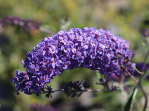 Schmetterlingsflieder NANHO BLUE