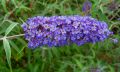 Budleja Dawida NANHO BLUE