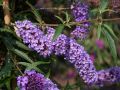 Budleja Dawida NANHO BLUE
