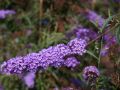 Budleja Dawida NANHO BLUE