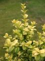 Bukszpan LATIFOLIA MACULATA