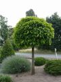 Catalpa kulista NANA – 120 cm