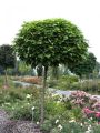 Catalpa kulista NANA – 120 cm