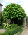 Catalpa kulista NANA – 120 cm