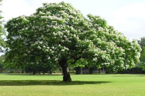 Catalpa VARIEGATA auf Stamm