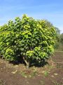 Catalpa VARIEGATA szczepiona