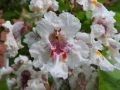 Catalpa VARIEGATA szczepiona