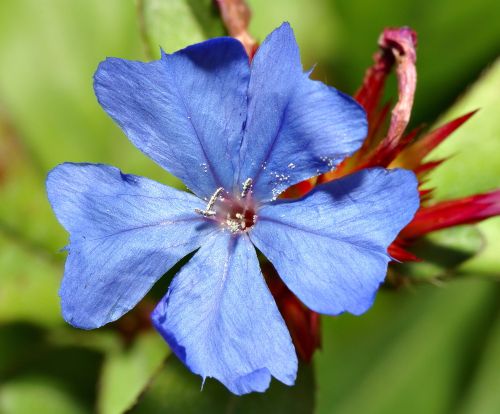 CERATOSTIGMA-BLATT
