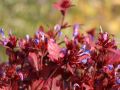 CERATOSTIGMA OŁOWNIKOWATA