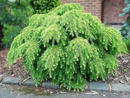 Tsuga canadensis JEDDELOH