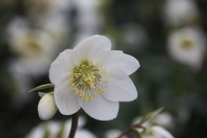 Schneerose ADWENT STAR