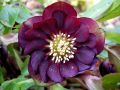Ciemiernik Wschodni  CROWN DARK PURPLE