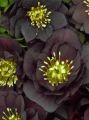 Ciemiernik Wschodni  CROWN DARK PURPLE