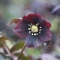 Ciemiernik Wschodni  CROWN DARK PURPLE